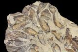 Fossil Fish (Gosiutichthys) Mortality Plate - Lake Gosiute #130053-3